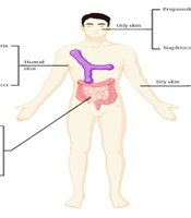 J Microbiota